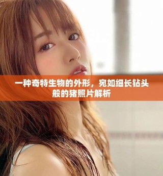 一種奇特生物的外形，宛如細(xì)長(zhǎng)鉆頭般的豬照片解析