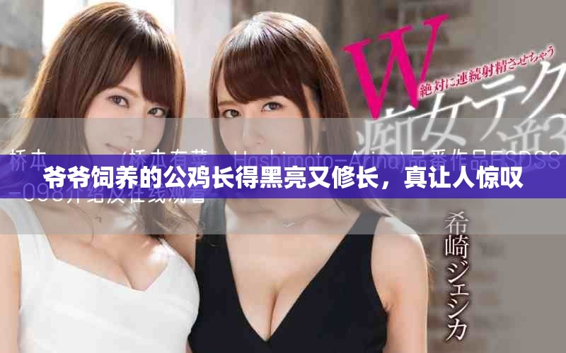 爺爺飼養(yǎng)的公雞長得黑亮又修長，真讓人驚嘆