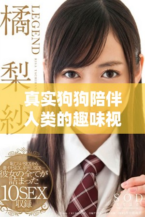 真實狗狗陪伴人類的趣味視頻分享與記錄